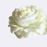 Dekokerze "Rose", weiß — Vorschau 2