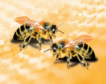 Мобильные телефоны истребляют пчел?