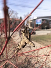 Обзор Huawei nova 15 Pro: яркий вариант