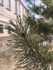 Обзор Huawei nova 15 Pro: яркий вариант