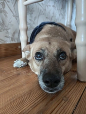 nothing phone 4a pro camera samples