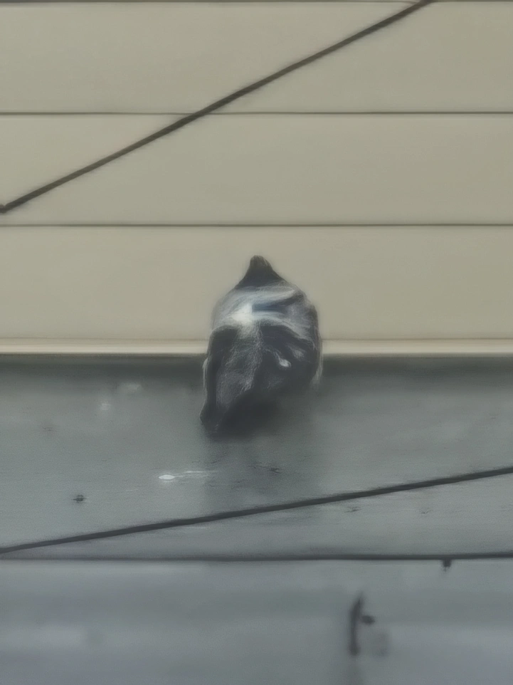 nothing phone 4a pro camera samples