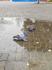 Обзор Realme 15 Pro: теперь на Snapdragon 7 Gen 4