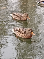 Обзор Realme 15 Pro: теперь на Snapdragon 7 Gen 4