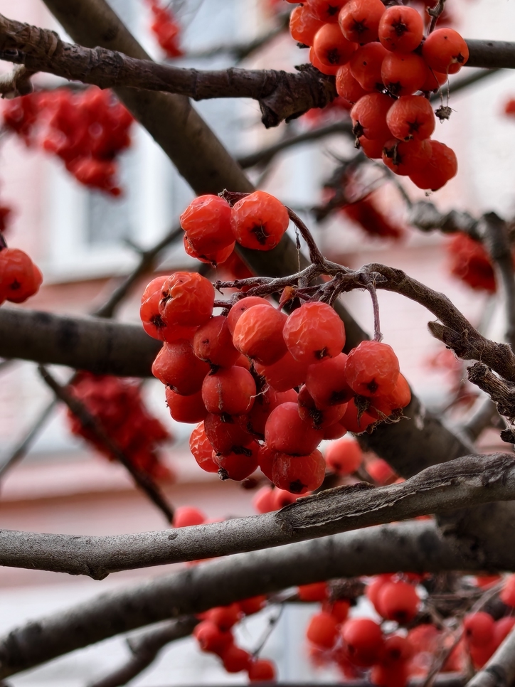 Обзор iQOO 15: смартфон — это лава!