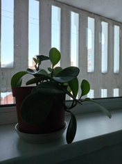 Обзор Honor X6c: попасть в десятку