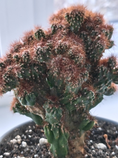 Обзор OPPO Reno15 5G: смартфон, который вернет вас в начало 2000-х