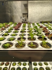 Обзор Honor X8d: большие батареи добрались до бюджеток!