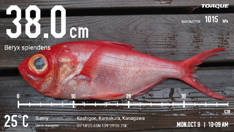 Анонс Kyocera Torque G07: японский дайверский смартфон на Snapdragon 7 Gen 4