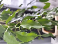 Обзор-сравнение Xiaomi Redmi Note 15, Note 15 Pro, Pro 5G и Pro+ 5G