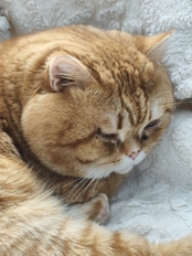 Обзор-сравнение Xiaomi Redmi Note 15, Note 15 Pro, Pro 5G и Pro+ 5G