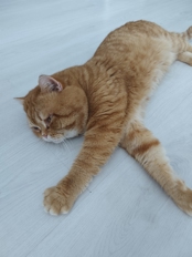 Обзор-сравнение Xiaomi Redmi Note 15, Note 15 Pro, Pro 5G и Pro+ 5G