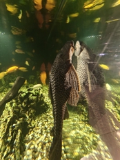 Обзор OPPO Reno 15 5G: интересный и приятный смартфон