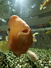 Обзор OPPO Reno 15 5G: интересный и приятный смартфон