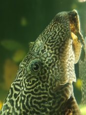 Обзор OPPO Reno 15 5G: интересный и приятный смартфон