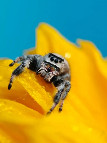 OPPO показала макро-снимки Find X8 Ultra, но есть подвох