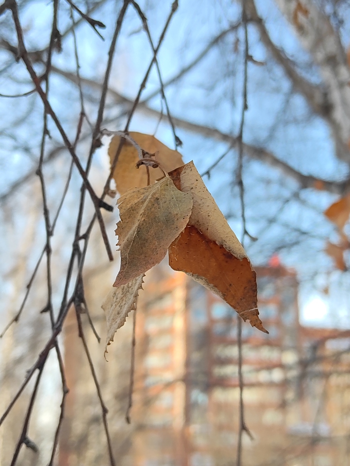 Обзор Nubia Flip: раскладушка за копейки