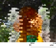 Перископ подтверждён! Realme Neo 8 предложит универсальный набор камер