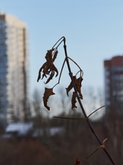 Обзор Xiaomi 17 Ultra by Leica: с ним хочется снимать