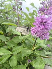 Обзор FossiBot F116 Pro: смартфон в экшн-камере