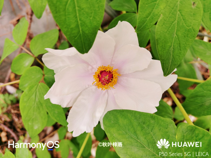     Huawei P50   