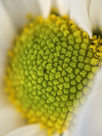 Камера Huawei Mate 70 Pro: обзор в деталях