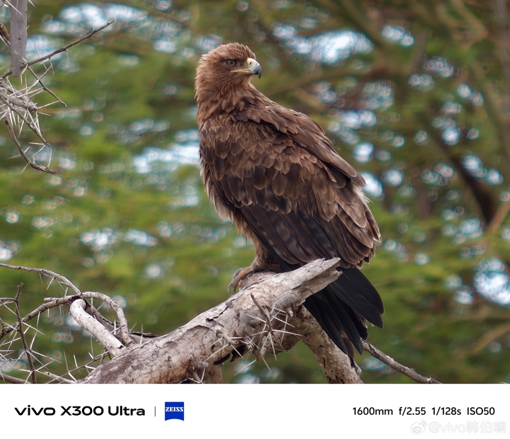 VIP-уровень зума: Vivo рассказала о съёмных зум-объективах X300 Ultra