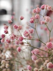 Обзор Honor Magic 8 Pro: уютный флагман