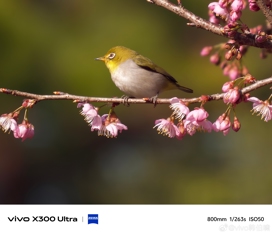 Впечатляющие примеры фото с камер Vivo X300 Ultra