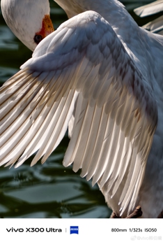 Впечатляющие примеры фото с камер Vivo X300 Ultra