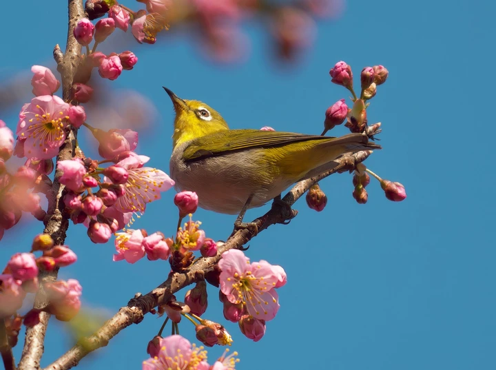 Впечатляющие примеры фото с камер Vivo X300 Ultra