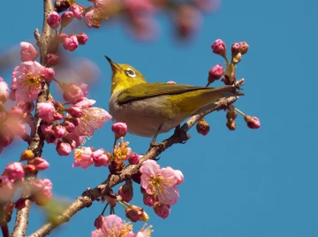 Впечатляющие примеры фото с камер Vivo X300 Ultra