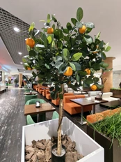 Обзор Realme 16 Pro и Realme 16 Pro+: стоит ли переплатить?