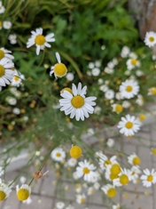 Обзор Google Pixel 10 Pro XL: лучше, чем Galaxy S25 Ultra