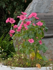 Обзор Google Pixel 10 Pro XL: лучше, чем Galaxy S25 Ultra