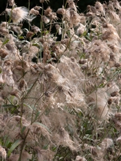 Обзор Google Pixel 10 Pro XL: лучше, чем Galaxy S25 Ultra