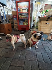 Обзор Xiaomi 17: это база!