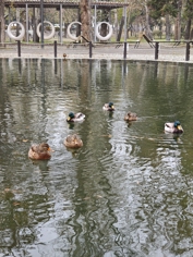 Обзор Xiaomi 17: это база!