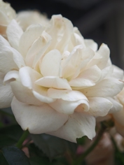 Обзор Xiaomi 17: это база!