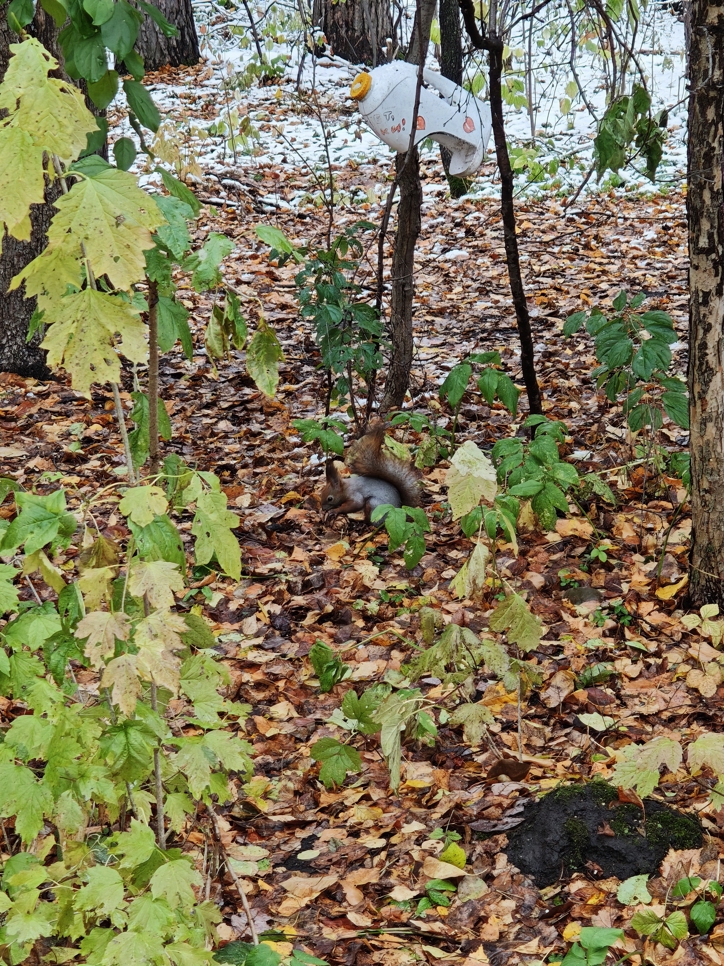 Обзор Xiaomi 17: это база!