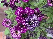 Обзор Samsung Galaxy Z Flip 7: главная Android-раскладушка