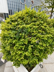 Обзор vivo X300 Pro: баланс с упором на камеру