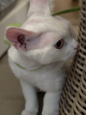 Обзор vivo X300 Pro: баланс с упором на камеру