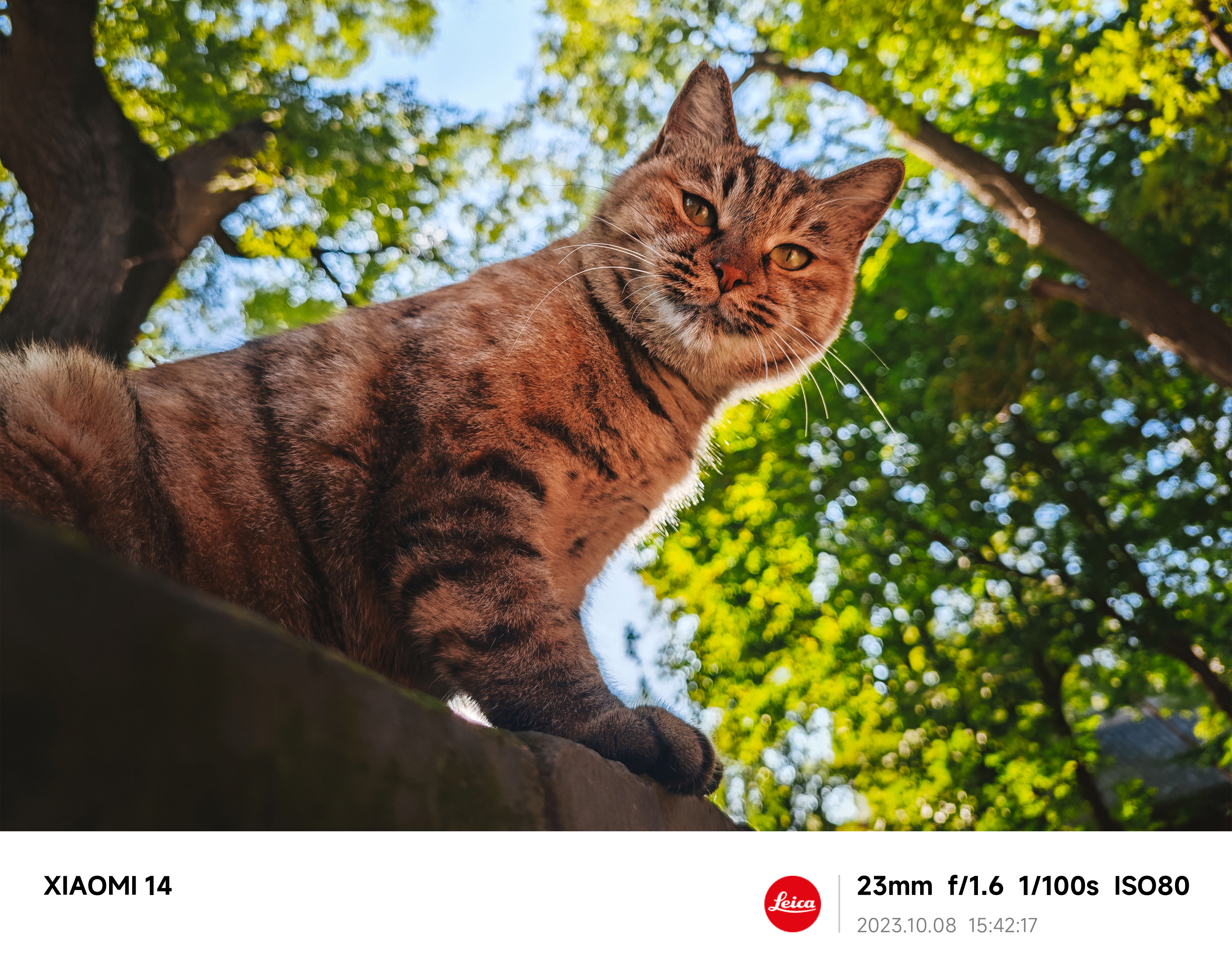 Примеры фото с камер Xiaomi 14: красочно, но где ночные фото?