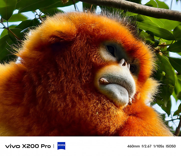 Примеры фото с камер Vivo X200, X200 Pro и Pro mini