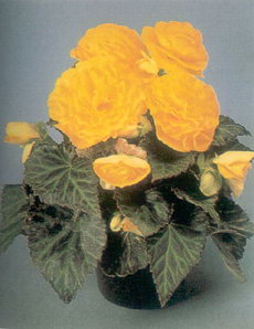 Motorola Begonia