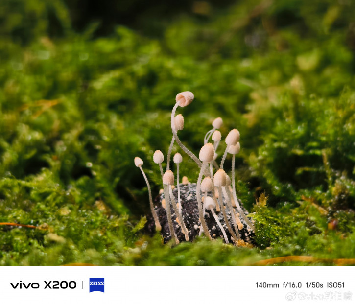Первые примеры фото на камеру Vivo X200