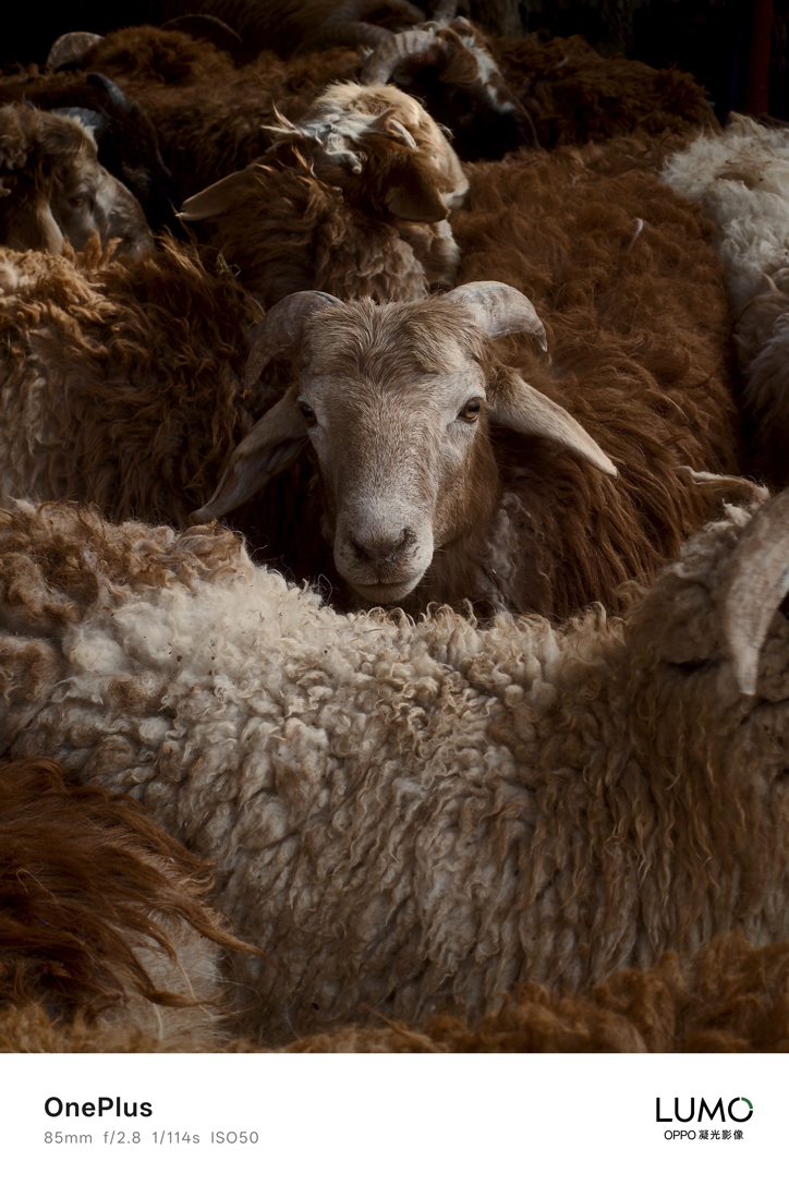 OnePlus 15 для Китая получит другую систему обработки фото под именем LUMO