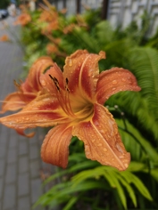 realme p3 ultra camera