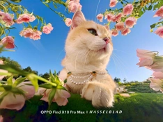 Примеры фото с камер OPPO Find X10 и X10 Pro Max